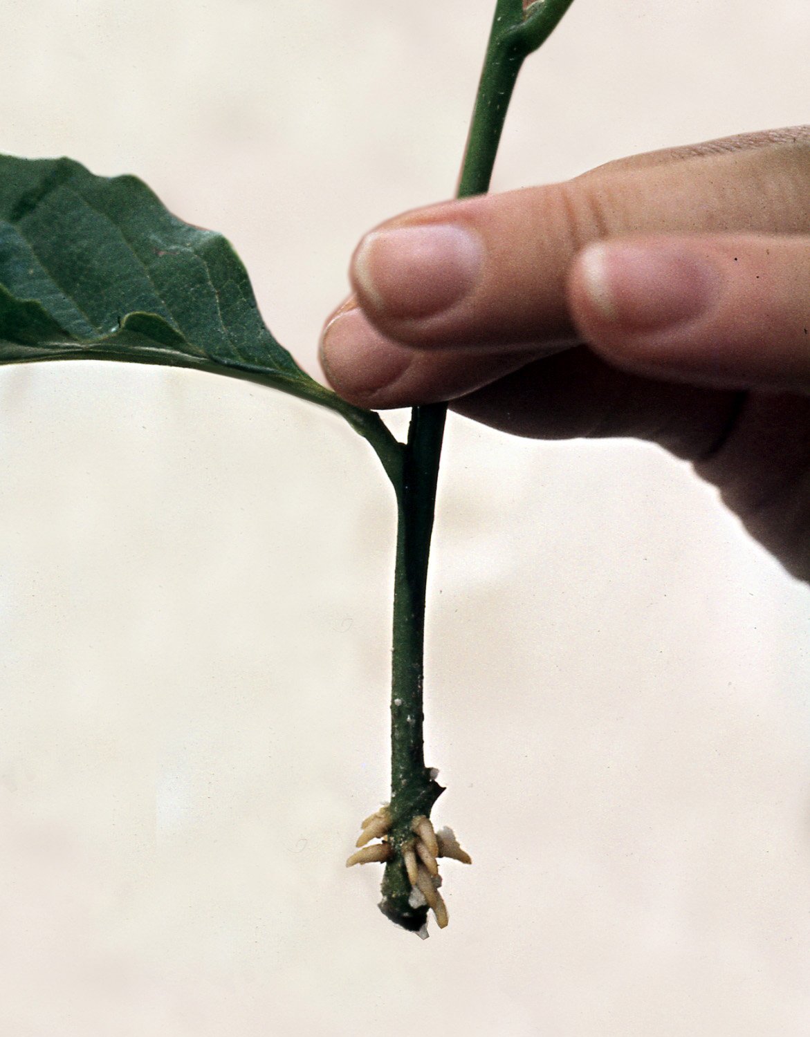 Så tar du sticklingar av nästan alla bladväxter Professional Grow