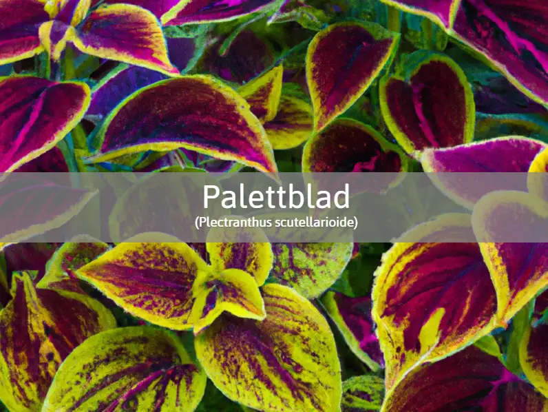 palettblad gron lila