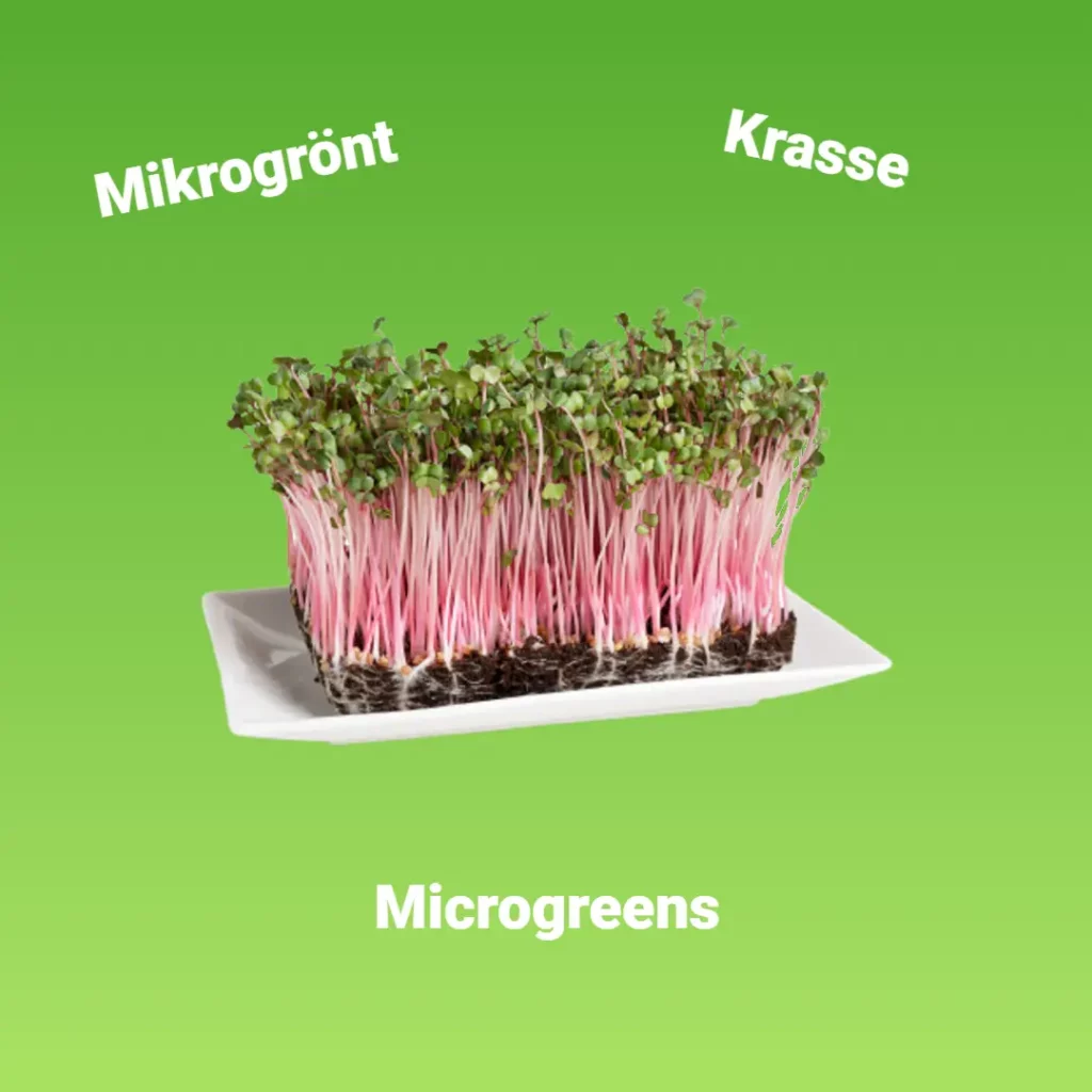 mikrogront krasse micro greens 1
