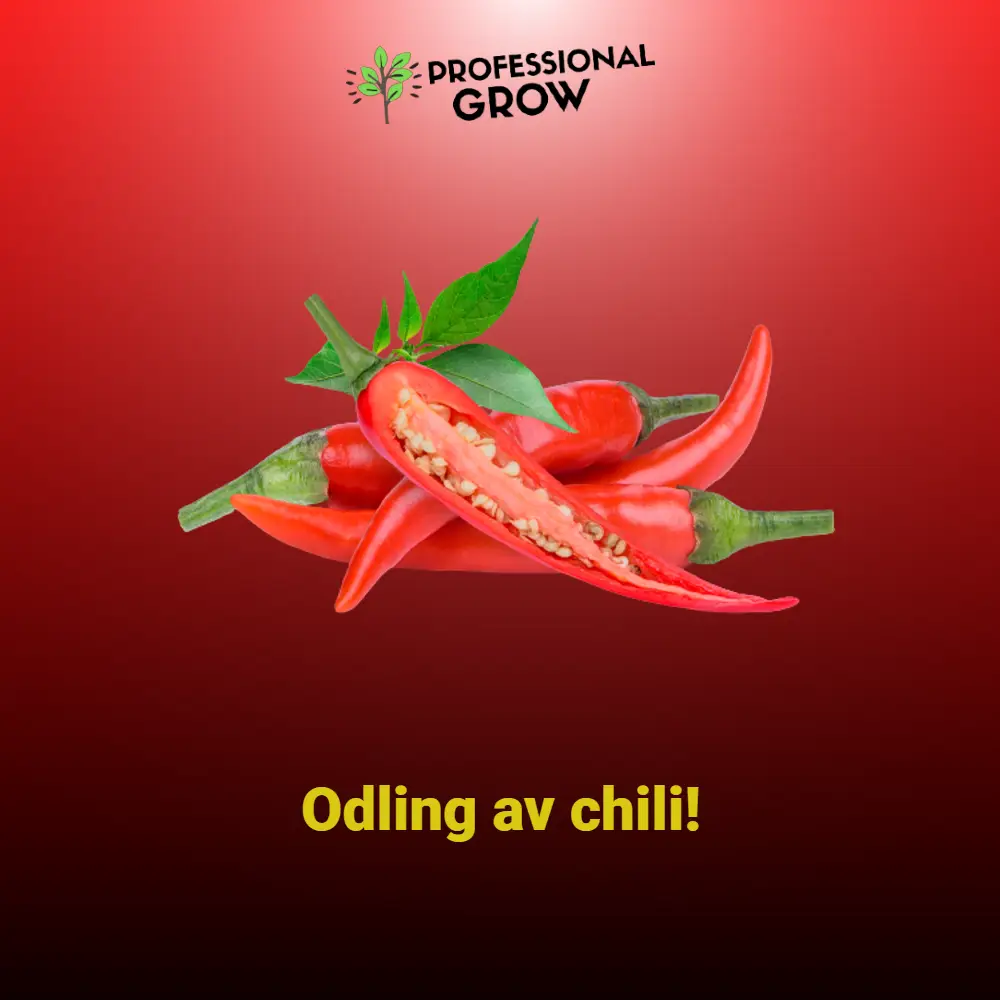 odling av chili